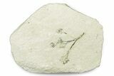 Miocene Plant Fossil - Murat, France #254023-1